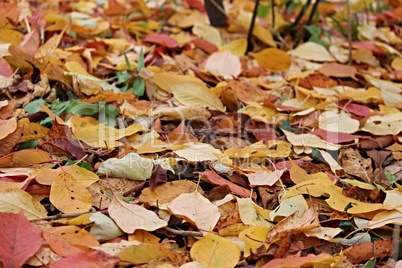 buntes Herbstlaub