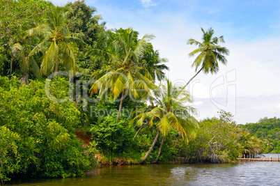 Tropical palm on the river bank
