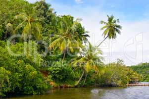 Tropical palm on the river bank
