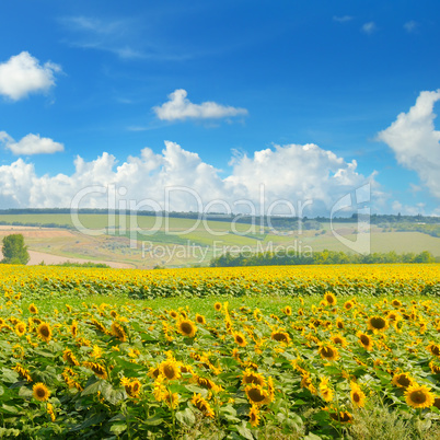 Sunflower field and cloudy blue sky