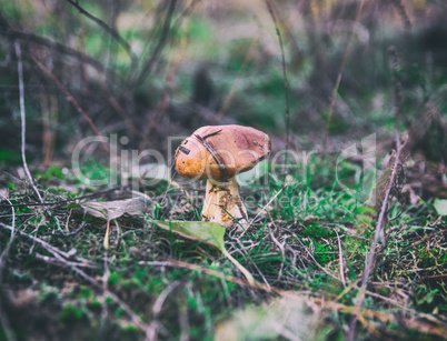 edible mushroom on a clearing in the forest