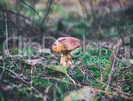 edible mushroom on a clearing in the forest