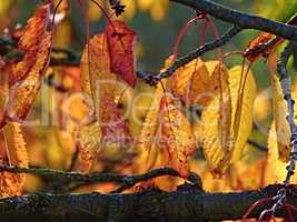 Herbstlaub in bunten Farben