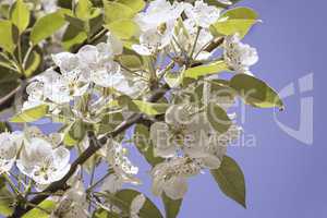 A branch of a blossoming pear on a background of blue sky.