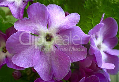 Bright pink primrose flower close up.