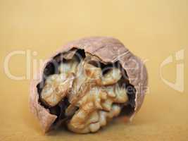 walnut fruit food