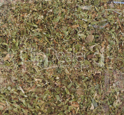 Oregano herb (aka marjoram)