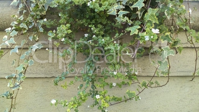 ivy plant hanging from balcony