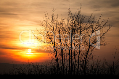 Beautiful sunset  landscape with  trees