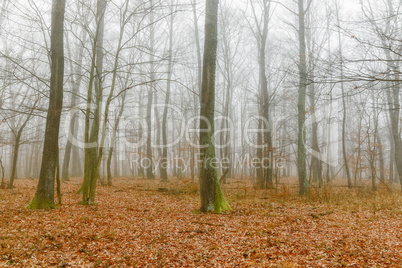 Mystic foggy day in the oak forest