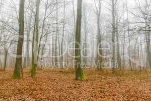 Mystic foggy day in the oak forest