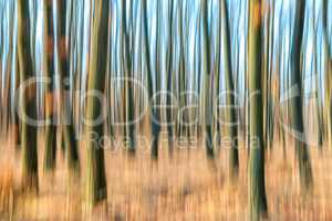 Blurred abstract picture of a forest in autumn time