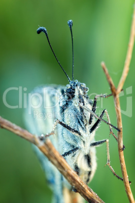 Close up from butterfly swallowtail (Papilio machaon )