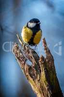 Great tit resting on a tree trunk