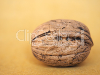 walnut fruit food with copy space