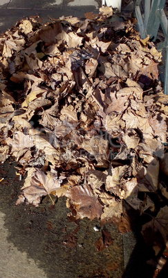 fallen leaves in autumn