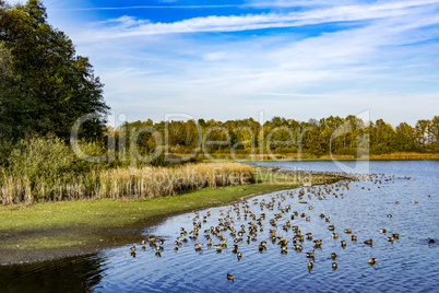 Wild geese at the lake