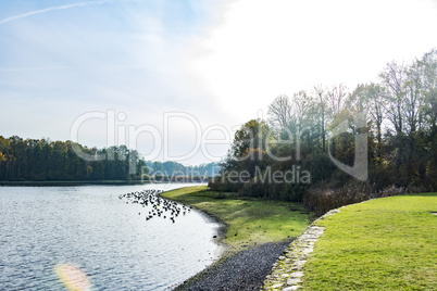 Wild geese at the lake