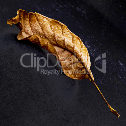 Leaf flies through the air in autumn