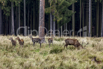 Deer at the forest edge