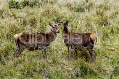 Stag cows in the grass