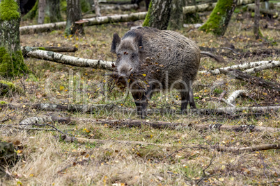 Wild boar in the forest