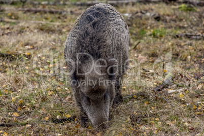 Wild boar in the forest