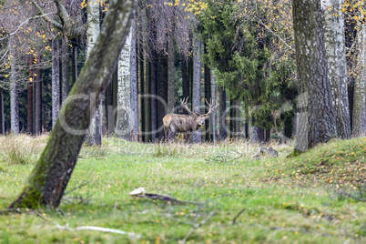 Deer at the forest edge