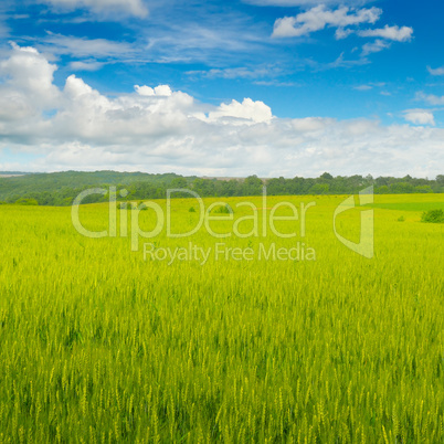 Wheat field and blue sky