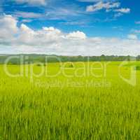 Wheat field and blue sky