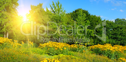 flowers in the summer park and sun