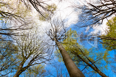Upward View of Trees in a Forest and Blue Sky