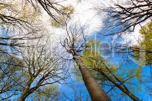 Upward View of Trees in a Forest and Blue Sky