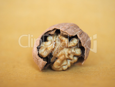 walnut fruit food