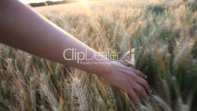 Young woman's hand on barley in farm field