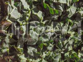 black kale vegetables food