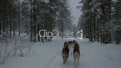 Dogsled in winter forest