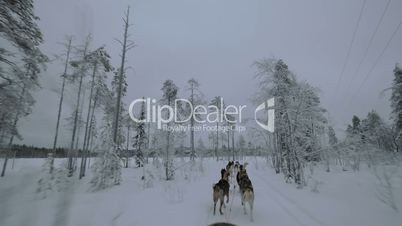 Traveling in winter forest with sled dogs
