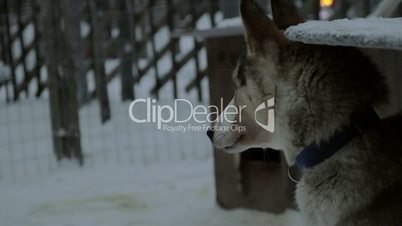 Husky dogs in outdoor cage