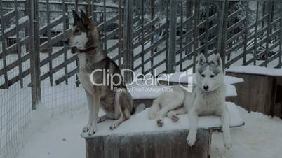 Two husky dogs on the kennel in cage