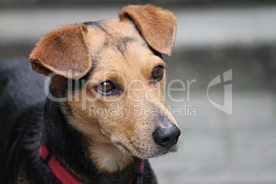 brauner Hund mit treuem Blick