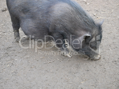 Vietnamese potbellied pig