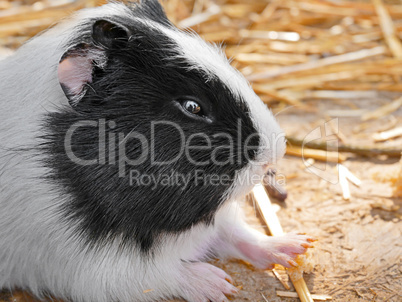 Guinea pig close-up