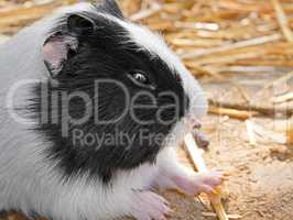 Guinea pig close-up