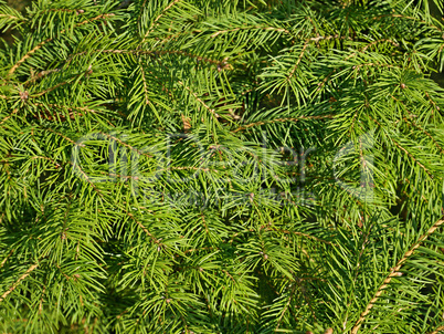 Green fir needles as a texture