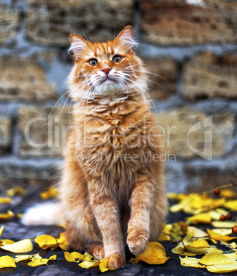 red cat sitting in the middle of yellow foliage