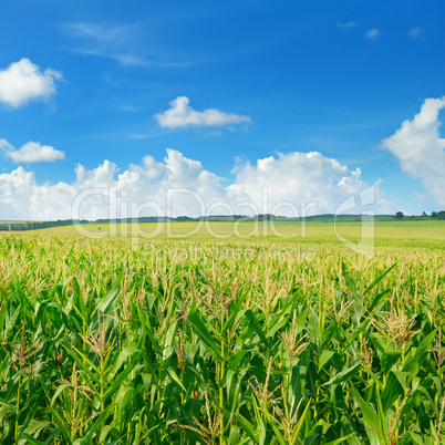 green corn field and blue sky