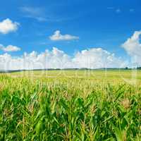 green corn field and blue sky