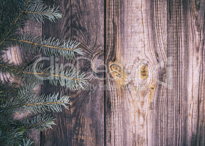 wood background with green spruce branch