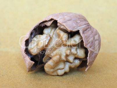 walnut fruit food